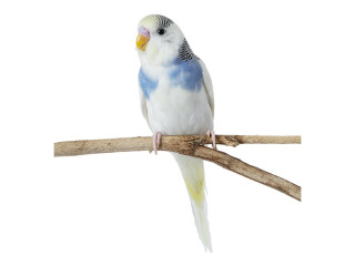 Fancy Parakeet for sale in USA