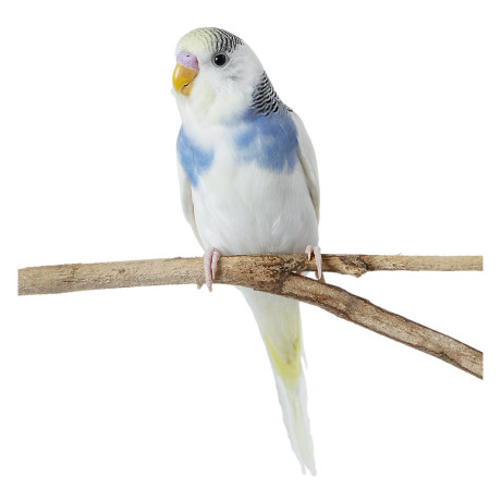 fancy-parakeet-for-sale-in-usa-big-0