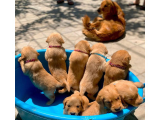 Labrador retrievers puppies for sale