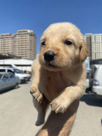 labrador-retrievers-puppies-for-sale-big-2
