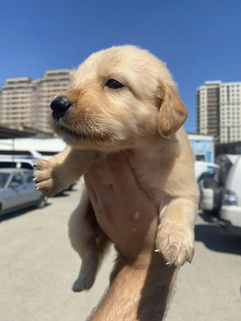 labrador-retrievers-puppies-for-sale-big-3