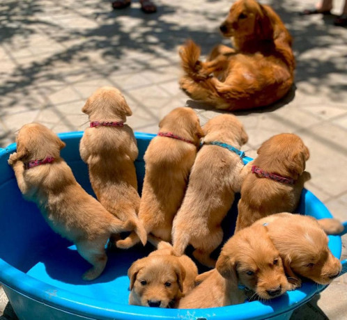 labrador-retrievers-puppies-for-sale-big-0