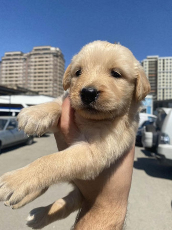 labrador-retrievers-puppies-for-sale-big-1