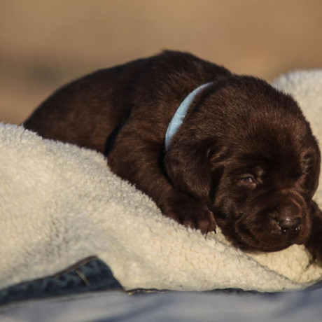 cute-puppies-for-sale-in-planotx-big-1