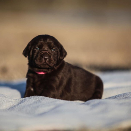 cute-puppies-for-sale-in-planotx-big-2