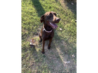 Chocolate Lab dog for sale in League City
