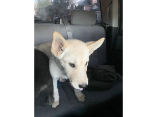 Siberian Husky mix dog for sale in cypress