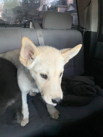 siberian-husky-mix-dog-for-sale-in-cypress-big-0