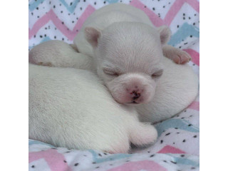 Chihuahua puppies for sale in California
