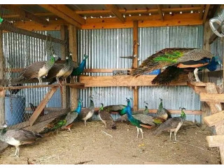 Peacocks for sale Texas