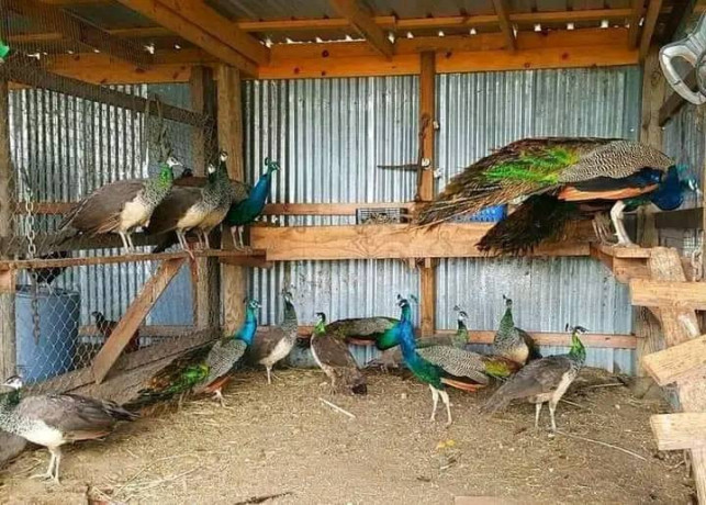 peacocks-for-sale-texas-big-0