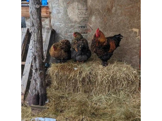 Golden Laced Cochin Pair available in California