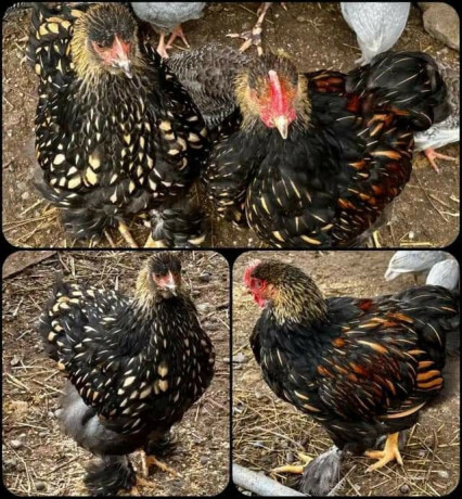 golden-laced-cochin-pair-available-in-california-big-3