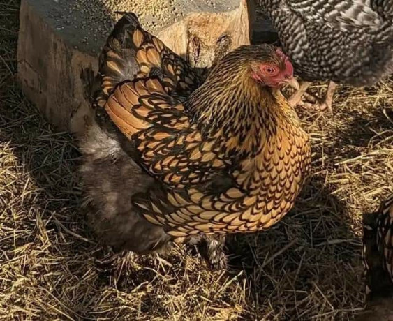 golden-laced-cochin-pair-available-in-california-big-2