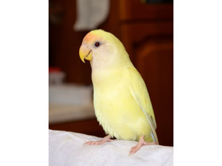 Parrots/birds is available in new jersey