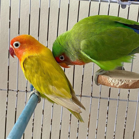 lovebirds-for-sale-in-new-jersey-big-0