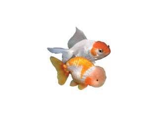 Fancy Goldfish for sale