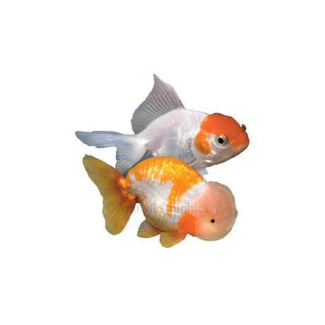 fancy-goldfish-for-sale-big-0