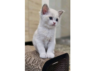 Beautiful cat is available in USA