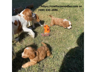 Beautiful Cavoodle puppies available
